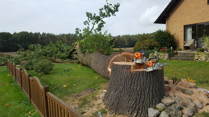 Gefällter Großbaum im Garten mit sauber geschnittenem Stubben und zwei Motorsägen auf dem Stamm, direkt am Wohnhaus.