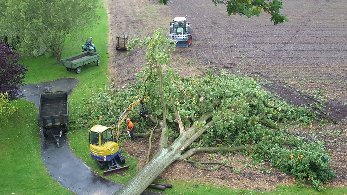 Baumfällung aus der Vogelperspektive: umgestürzter Baum, Bagger am Stamm, Traktoren und Anhänger auf Feld und Hof.
