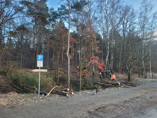 Fällarbeiten im Bestand, Holzpolter und aufgeräumte Rückegassen im Wald.
