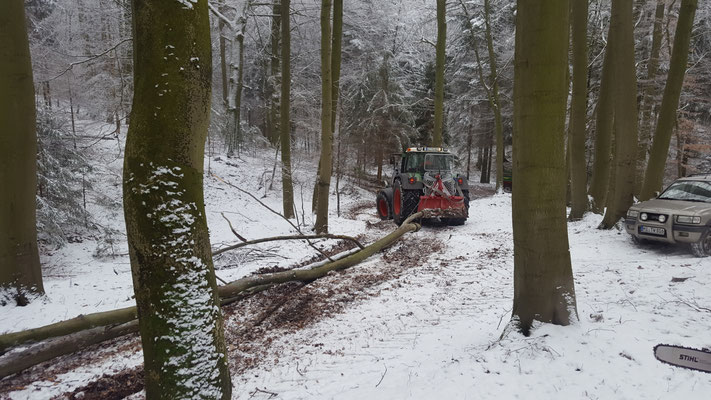 Rückearbeiten mit Schlepper, Baumstämme werden zum Polter gezogen.