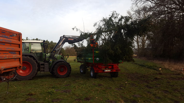 Häckselarbeiten am Waldrand, Äste werden sauber verarbeitet.