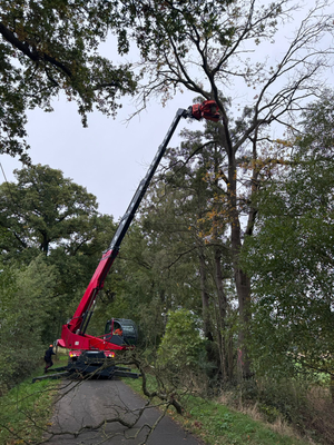 Raupen-Arbeitsbühne im Baum an der Straße